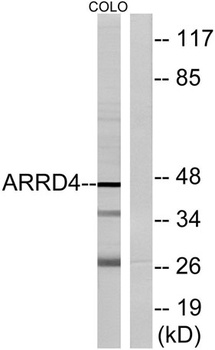 Arrdc4 antibody