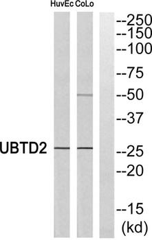 UBTD2 rabbit pAb Antibody