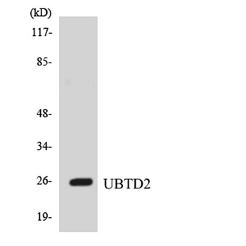 UBTD2 rabbit pAb Antibody
