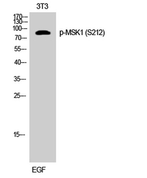 MSK1 (phospho-Ser212) antibody