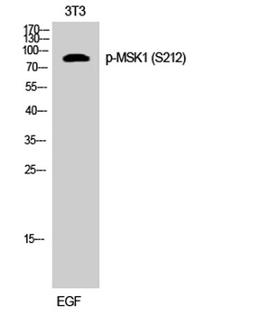 MSK1 (phospho Ser212) rabbit pAb