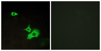 GPR37L1 antibody