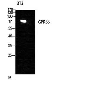 GPR56 rabbit pAb