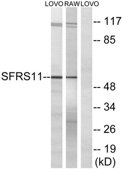 SFRS11 antibody