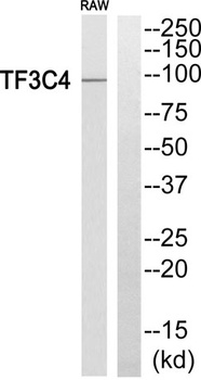 TFIIIC90 antibody