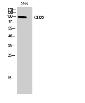 CD22 antibody