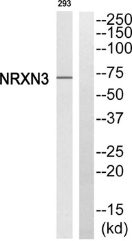 Neurexin III beta antibody
