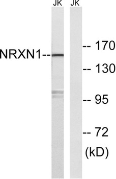 Neurexin I antibody