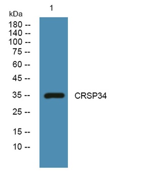 CRSP34 antibody