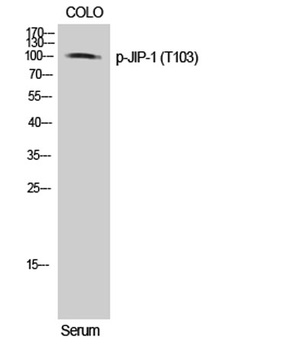 JIP-1 (phospho-Thr103) antibody