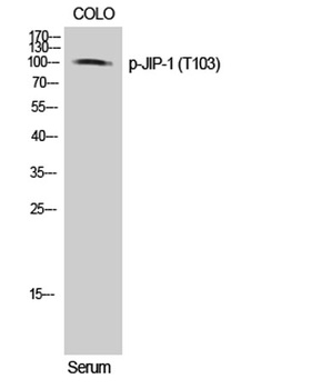 JIP-1 (phospho Thr103) rabbit pAb