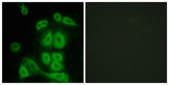 FXR2 antibody