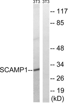 SCAMP1 antibody