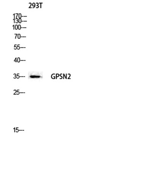 GPSN2 antibody