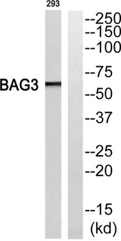 Bag-3 antibody
