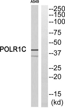 RPA40 rabbit pAb