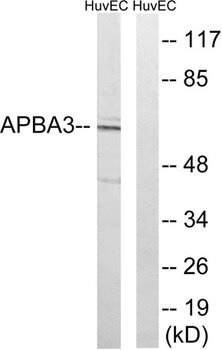 X11 gamma antibody