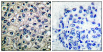 p130 Cas (phospho Tyr410) rabbit pAb
