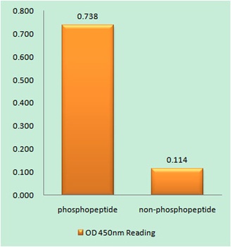p130 Cas (phospho Tyr165) rabbit pAb