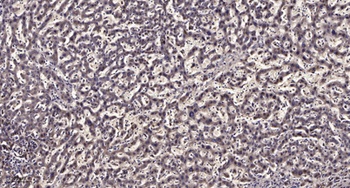 CEP41 antibody