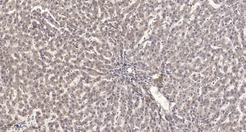 Rev-erbα rabbit pAb