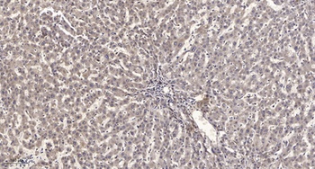 Rev-erb alpha antibody