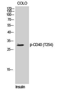 CD40 (phospho-Thr254) antibody