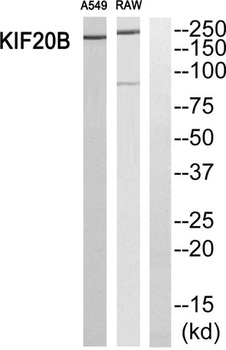 MPP1 antibody