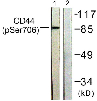 CD44 (phospho Ser706) rabbit pAb Antibody