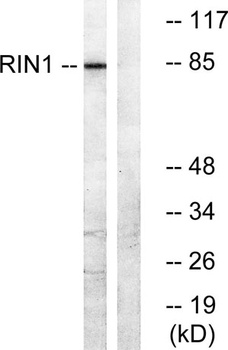 RIN1 antibody
