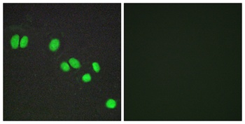 SMRTe antibody