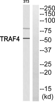 TRAF4 rabbit pAb