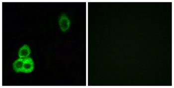 CDHF9 antibody