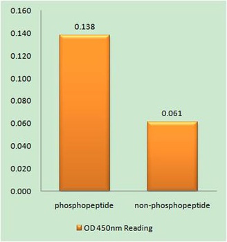 MDC1 (phospho Ser513) rabbit pAb