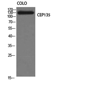 CEP135 rabbit pAb