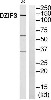 DZIP3 antibody