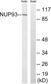 Nup93 rabbit pAb