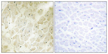 p164-RhoGEF rabbit pAb Antibody