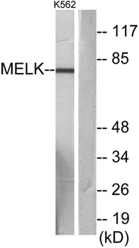 MELK rabbit pAb