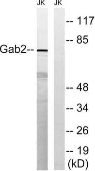 Gab 2 rabbit pAb