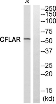 Cdc5L antibody