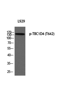TBC1D4 (phospho Thr642) rabbit pAb