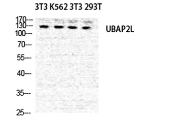 NICE4 antibody