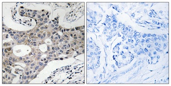 Sec16A antibody