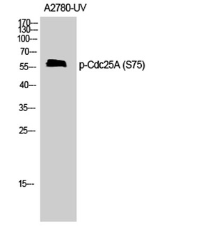 Cdc25A (phospho-Ser75) antibody