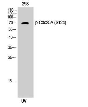Cdc25A (phospho-Ser124) antibody