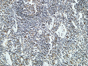 Cdc25B rabbit pAb