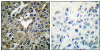Cdc25B rabbit pAb