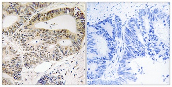 OSR1 rabbit pAb
