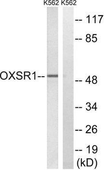 OXSR1 rabbit pAb